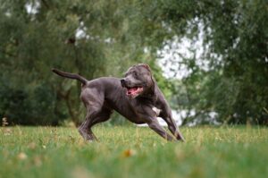 Ayurveda for Your Pets! Does Fido Need Ayurveda Too? - The Holistic Highway: Ayurveda Sanctuary - Ayurvedic Meal Plan - Transformational Wellness Program - Dosha Quiz: Vata - Pitta - Kapha - Skincare Quiz