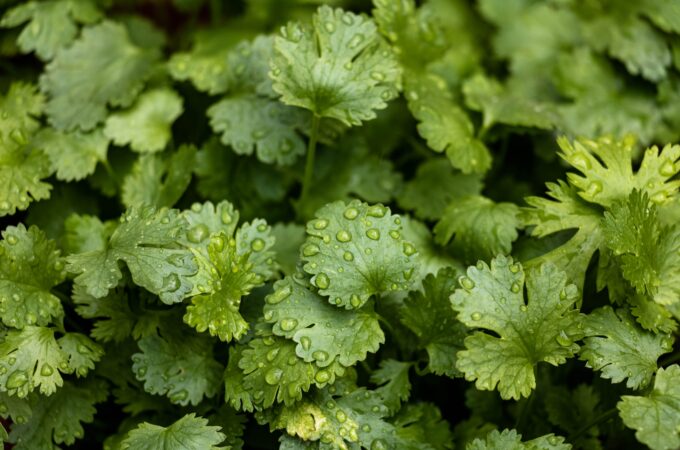 Herbs That Heal: Cilantro - Natures Cooling Herb - The Holistic Highway - Ayurveda - The Holistic Highway: Ayurveda Sanctuary - Ayurvedic Meal Plan - Transformational Wellness Program - Dosha Quiz: Vata - Pitta - Kapha - Skincare Quiz