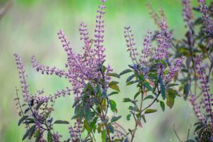 Tulsi - 5 Herbs for Thyroid Wellness - The Holistic Highway: Ayurveda Sanctuary - Ayurvedic Meal Plan - Transformational Wellness Program - Dosha Quiz: Vata - Pitta - Kapha - Skincare Quiz