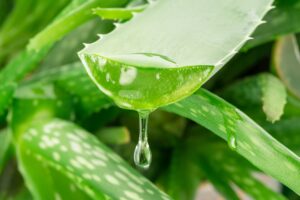 Aloe Vera - 5 Herbs for Thyroid Wellness - The Holistic Highway - Ayurveda