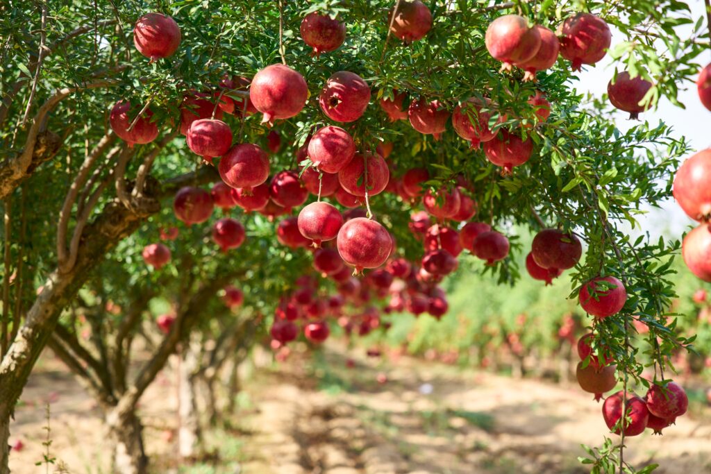 Meals That Heal: 5 Incredible Marvels of Pomegranate! - The Holistic Highway - Ayurvedic Meal Plan - Transformational Wellness Program - Dosha Quiz: Vata - Pitta - Kapha - Skincare Quiz