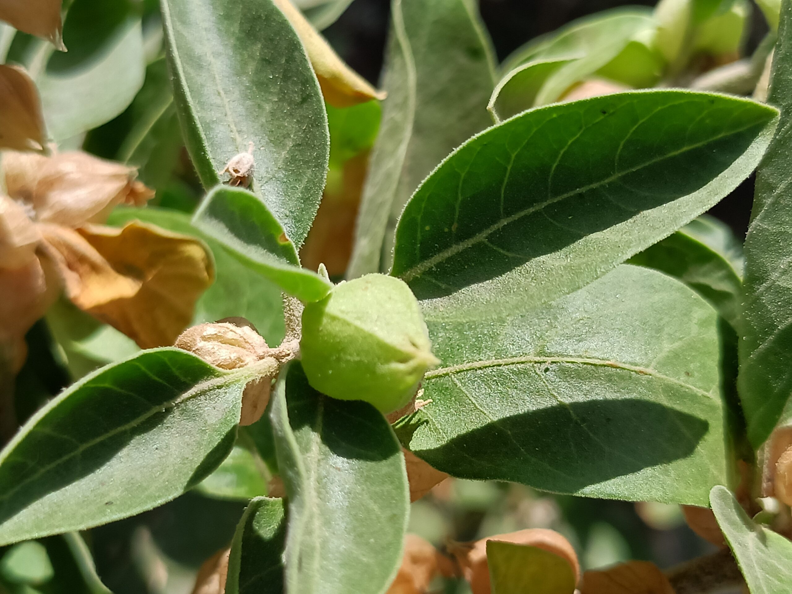 Herbs That Heal: Is Ashwagandha Good for Everyone? - Ashwagandha Plant - Ashwagandha Herb - Best Ashwagandha - Ashwagandha benefits for female - The Holistic Highway