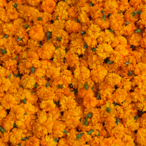 Embracing the Healing Power of Marigold Flowers: A Journey to Radiant Skin - The Holistic Highway - Ayurveda