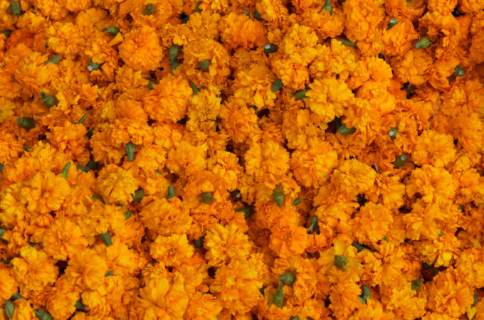 Embracing the Healing Power of Marigold Flowers: A Journey to Radiant Skin - The Holistic Highway - Ayurveda