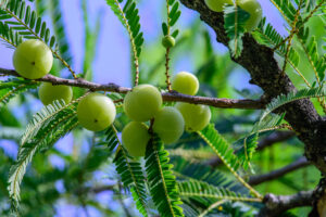 Herbs That Heal: Amalaki Herb - The Holistic Highway