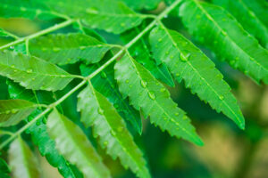 Herbs That Heal: Neem - The Holistic Highway - Ayurveda